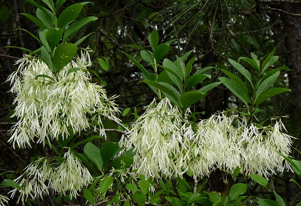 {Chionanthus virginicus}